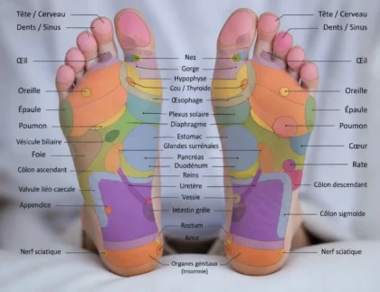 Schéma coloré des pieds montrant les zones réflexes en réflexologie plantaire et leurs étiquettes anatomiques.